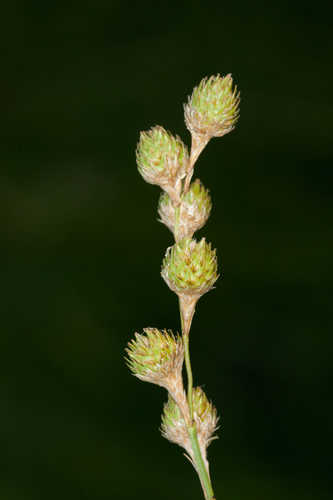 Carex ozarkana #10